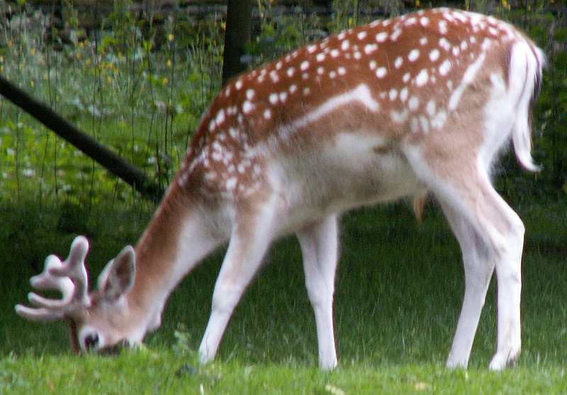 10 Fallow Deer.jpg